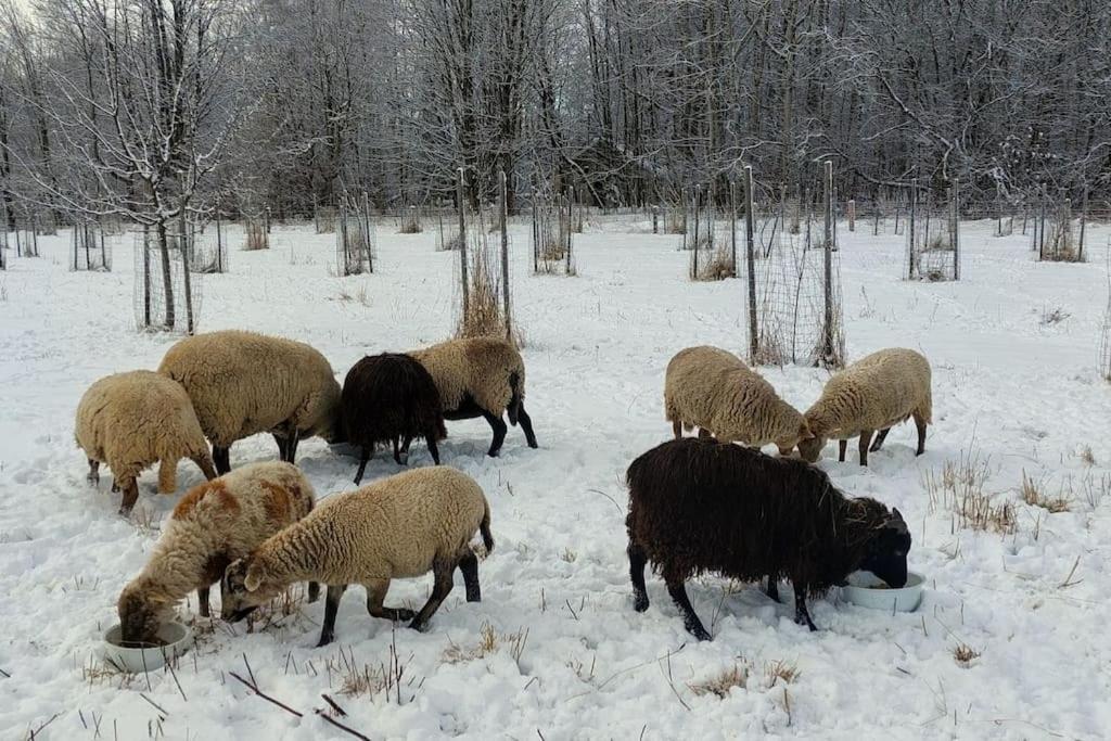Chalet Boruvka - Biofarma Na Samote V Lesich Benesov  Екстериор снимка