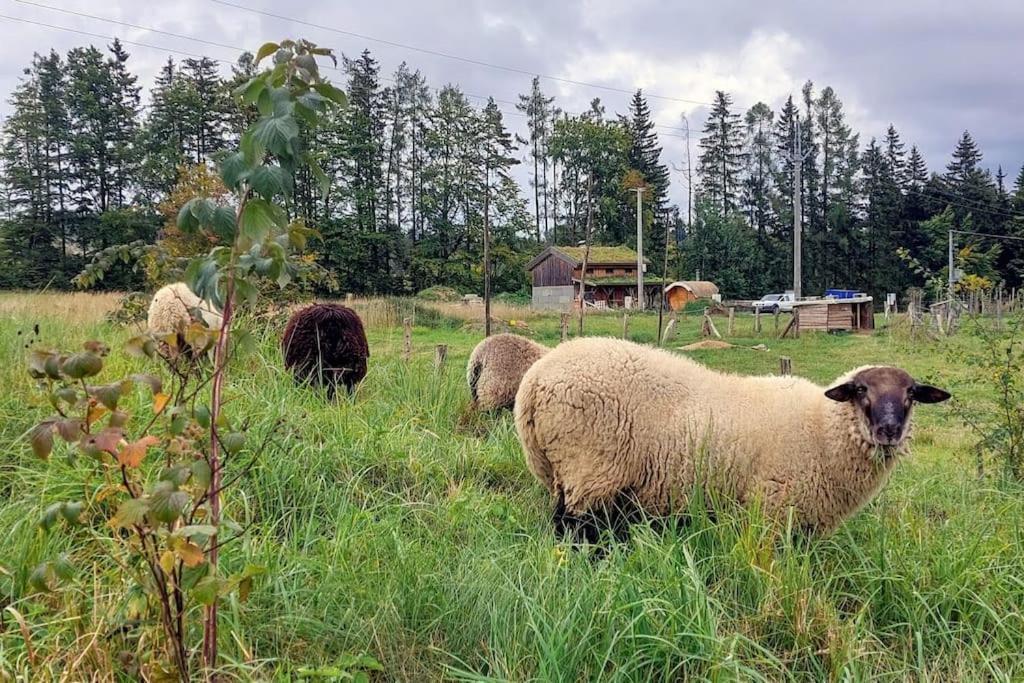 Chalet Boruvka - Biofarma Na Samote V Lesich Benesov  Екстериор снимка